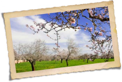 Puglia - mandorleti in fiore