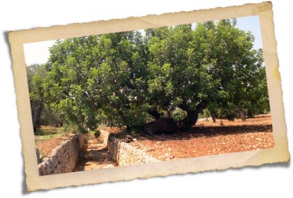 Puglia - lame Parco Belvedere