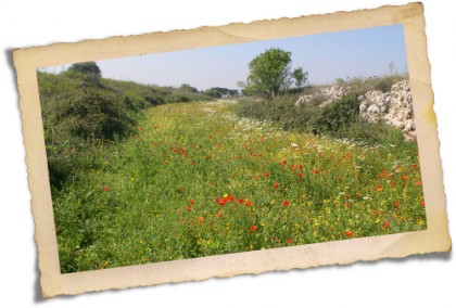 Puglia - lame Parco Belvedere